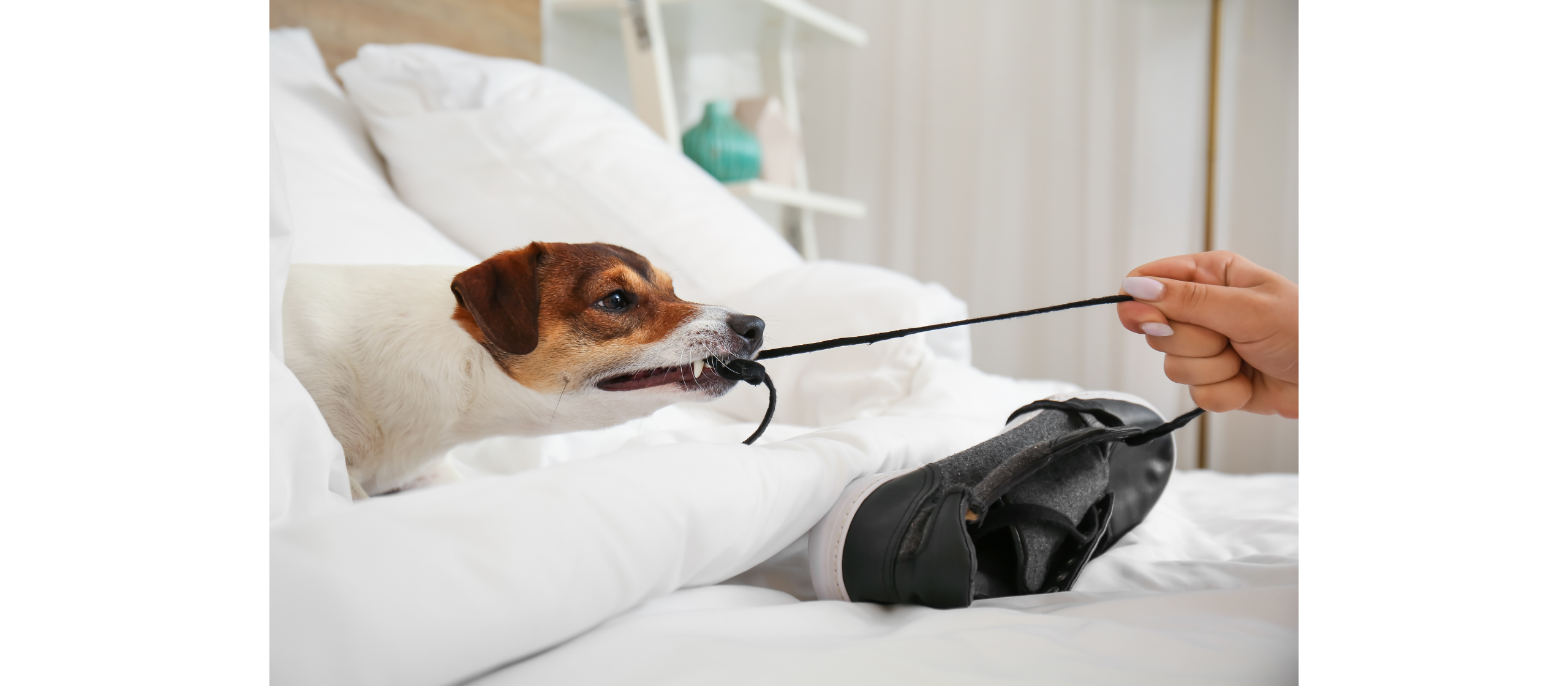 Problemtherapie, Hundepsychologe, Verhaltenstherapie in der professionellen Hundeschule in Krailling bei München mit Indoor Training