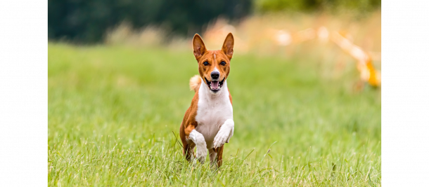 Anti Jagd Training Webinar für Hunde