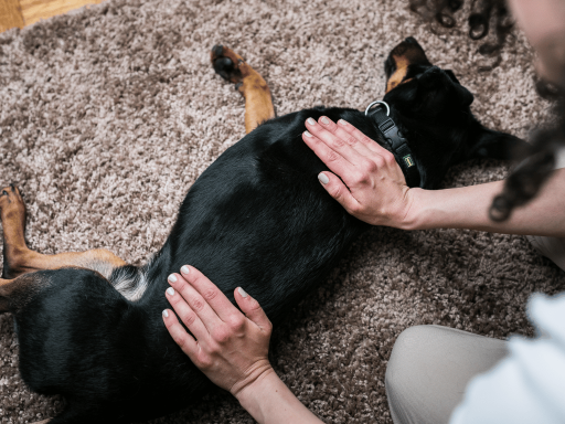 Physiotherapie für Hunde 