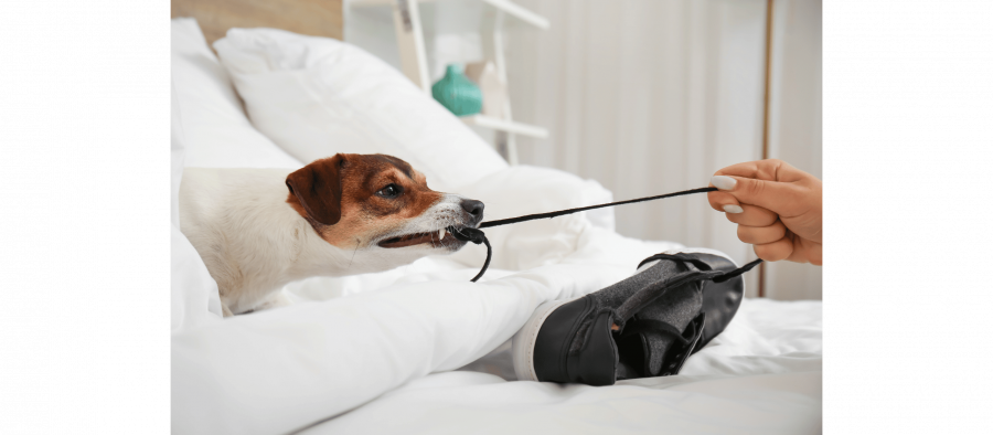 Problemtherapie, Hundepsychologe, Verhaltenstherapie in der professionellen Hundeschule in Krailling bei München mit Indoor Training