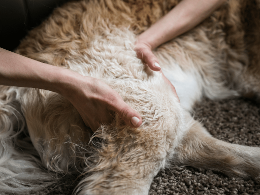 Physiotherapie für Hunde  für ältere Hunde