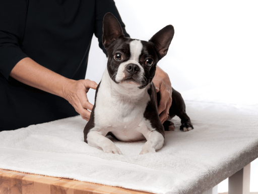 Physiotherapie für Hunde  